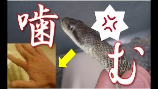 ヘビと遊んでたら流血沙汰になった・・・。 A Snake