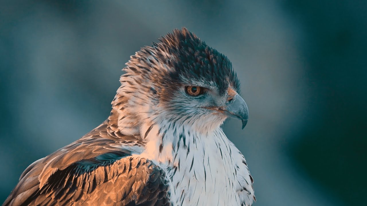L'Aigle de Bonelli