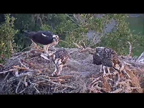 Savannah Osprey Cam ~ Double Fish Deliveries and #3 Self Feeds, June 04, 2019