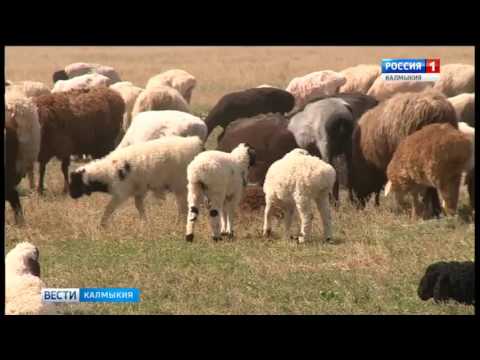 Вести «Калмыкия»: дневной выпуск 14.07.2017