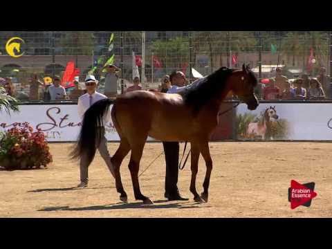 N.42 LOULOU AL NASSER - MENTON 2017 - Fillies 2 years old (Class 2B)