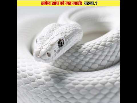 Don't Kill The White Snake🐍#shorts#viral#youtubeshorts#shortsfeed#facts#shortvideos