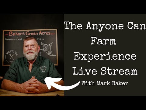 Mangalitsa pig production and the Homestead