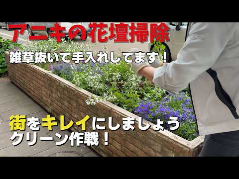 アニキの花壇清掃。雑草抜いて手入れしてます！街をキレイにしましょう。クリーン作戦！