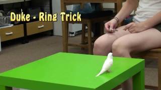 Duke - Budgie Goes Through A Ring