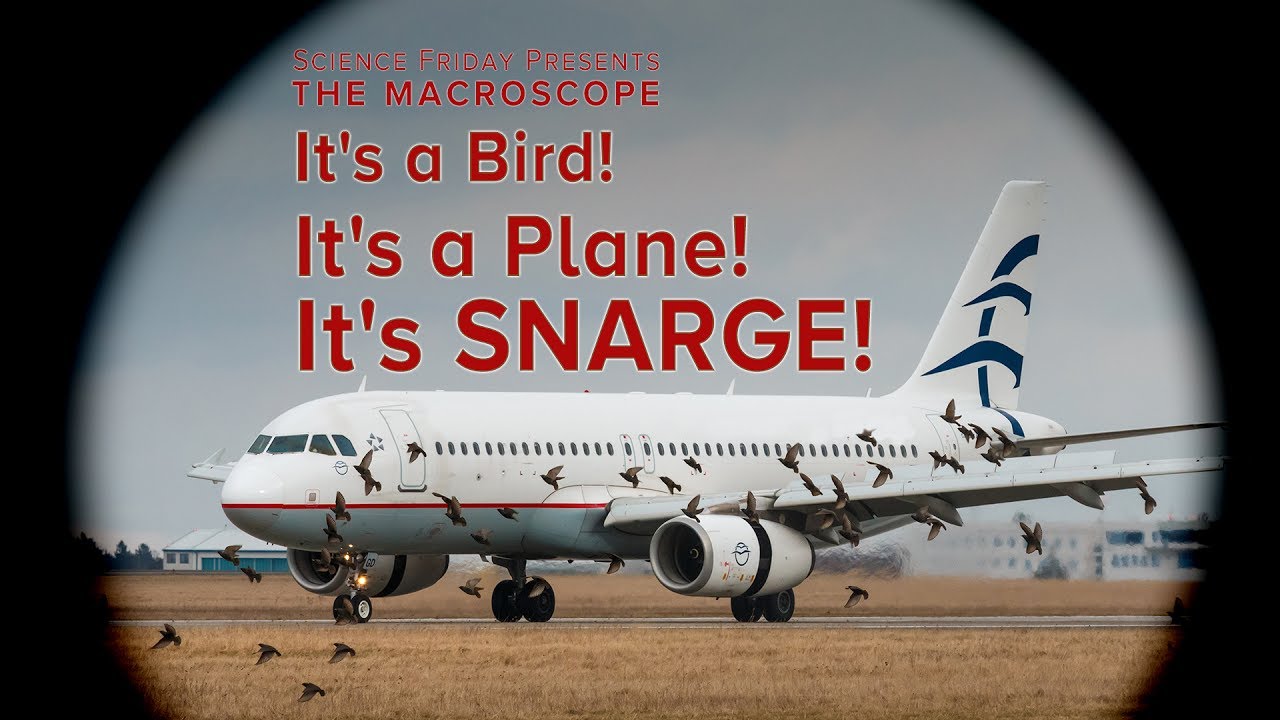 It's a Bird! It's a Plane! It's SNARGE!