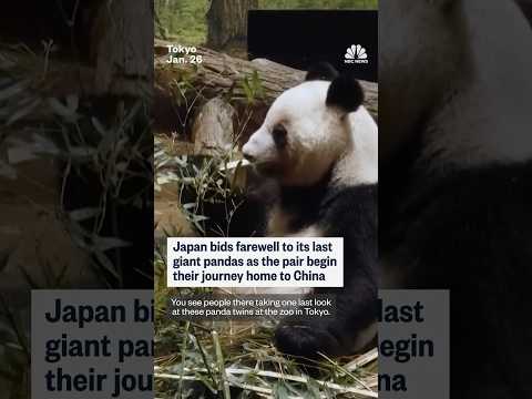 Japan's last two giant pandas begin trip home to China