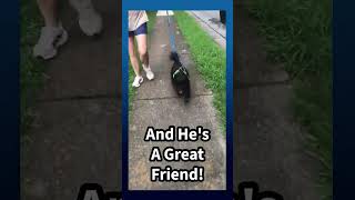 Video preview image #1 Colonial Cocker Spaniel-Retriever  Mix Puppy For Sale in Kennesaw, GA, USA