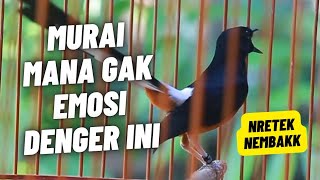Download lagu MURAI BATU GACOR FULL ISIAN TEMBAKAN KASAR MEWAH SANGAT AMPUH MELATIH MURAI BATU EMOSI BONGKAR ISIAN mp3