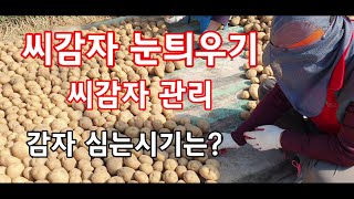 [감자재배방법] 씨감자 관리 욕광최아 감자심는시기 간단히