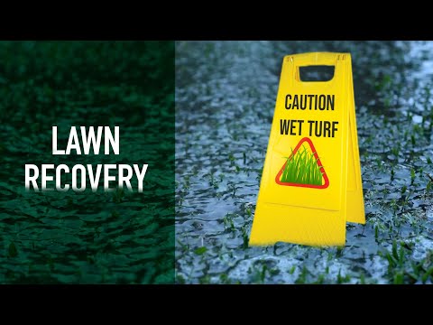 How to help your lawn recover after flooding