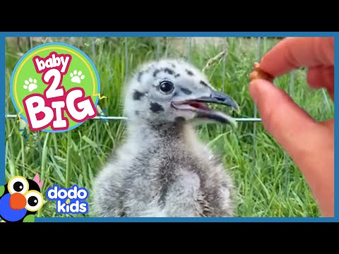 This Hungry Baby Seagull Will Eat Anything | Baby 2 Big | Dodo Kids