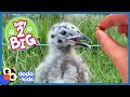 This Hungry Baby Seagull Will Eat Anything Baby 2 Big Dodo Kids