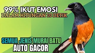 Download lagu PANCINGAN murai Batu FIGHTER GACOR ISIAN KERAS !! Jadikan semua murai batu ngedrop LANGSUNG BONGKAR mp3