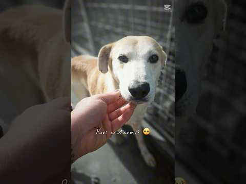 Regalo Gerry splendido cagnolino cerca casa