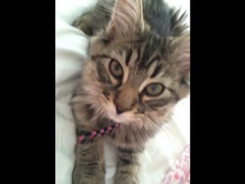 Happy Birthday Lainey