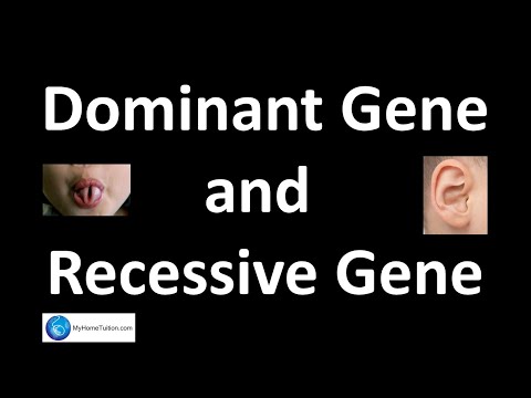 Dominant Gene and Recessive Gene | Genetics | Science