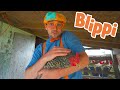 Learning Animals With Blippi Educational Videos For Kids