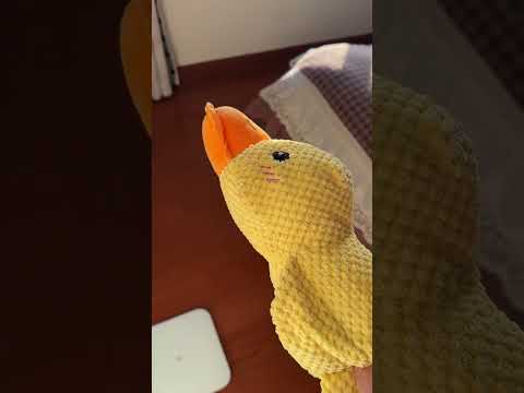 Có phải con về thăm không? #pets #thucung #chomeo #cuncung