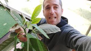 איך מטפלים בעלים חומים בעץ האבוקדו