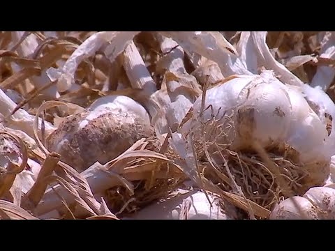 , title : 'Povestea de succes a fermierului care cultivă numai usturoi românesc'