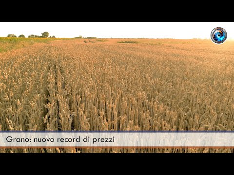 Grano nuovo record di prezzi