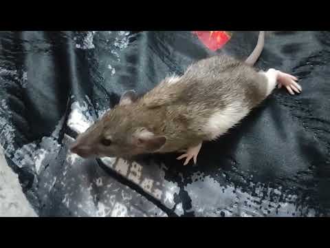 Крысы малыши Дамбо, красивый окрас. продажа Пермь. тел 89128828301