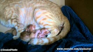 Cat Gives Birth To 7 Kittens