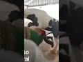 The Horses Are Horny Hot Father Love Animals