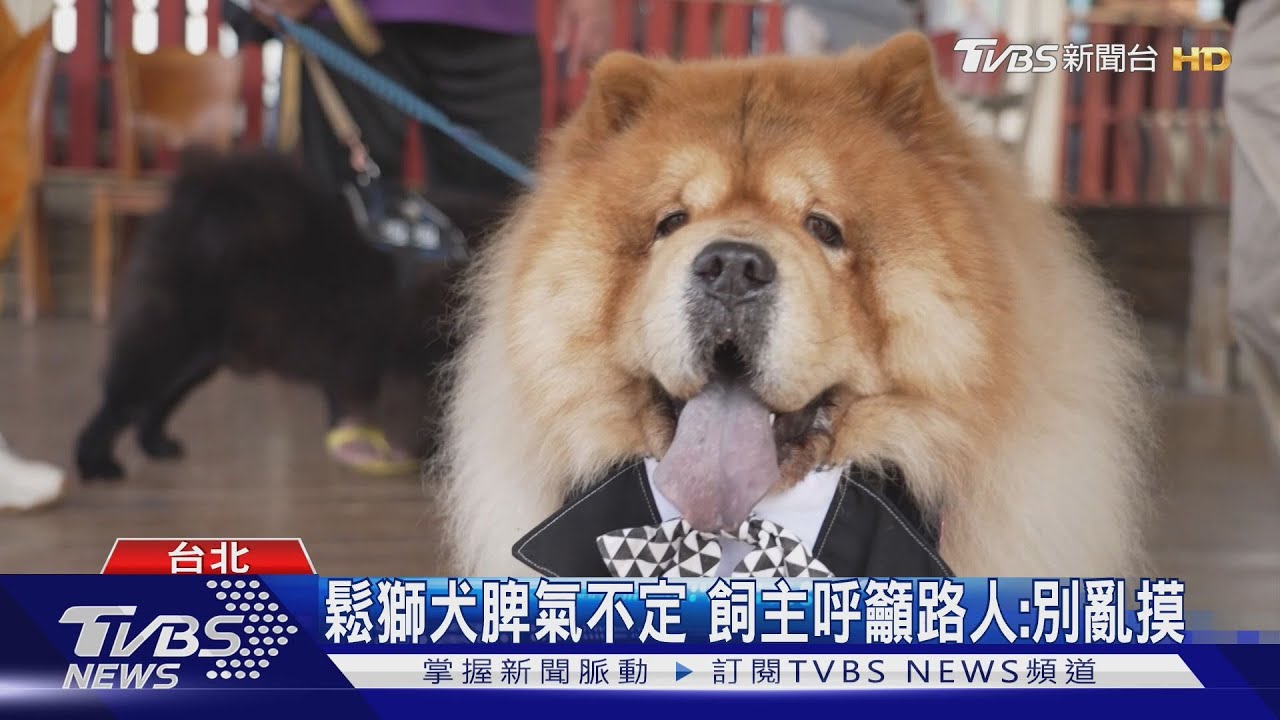鬆獅寶寶萌翻!《萌寵明星粗乃玩》 阿本「單挑」80隻鬆獅犬:嚇死我了!
