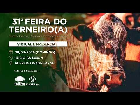 Leilão de Gado AO VIVO - Alfredo Wagner 08/03/2026 | Tarumã Remates