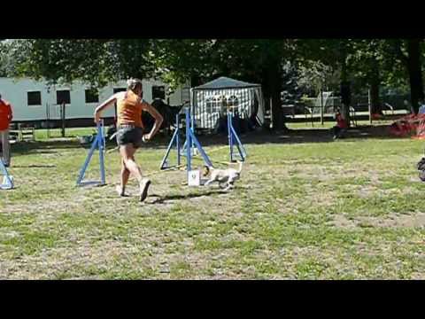 2012 Tábor Kupa Mogyi kezdő agility