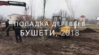 Посадка деревьев в Бушети