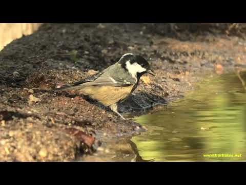 CARBONERO GARRAPINOS | COAL TIT | Parus ater