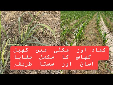How to control khabal grass (cynodon dactylon) in maize and sugarcane crop.