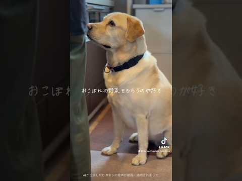 ヴィオラ ラブラドリカ、ヴィオラ リヴィニアナ プルプレア、ラブラドール バイオレット