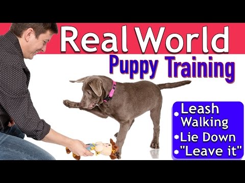 Easy Puppy Training: 3 Things 1 Session (Leash walking, Leave it, Lie down)
