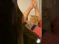 Ass Lover Cute Kitty