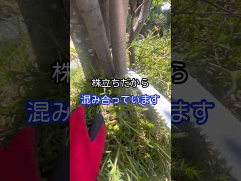 枝が危険なほど傾いたため、木を厳しく伐採した