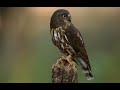Brown Hawk Owl Call Ninox Scutulata