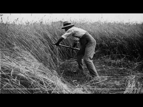 EL CHARRITO NEGRO      EL JORNALERO