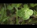 How Science Can Help You Find a 4-Leaf Clover.