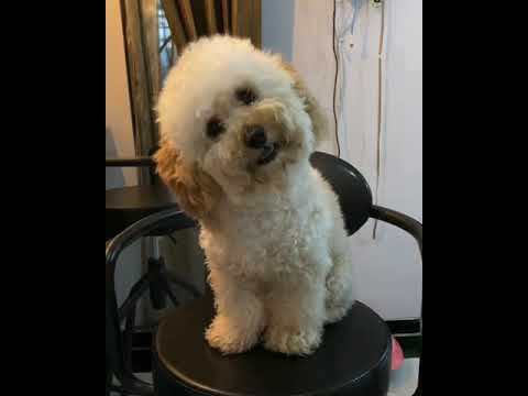 ANJING LUCU BANGET GOYANG DENGER AYU TING TING NYANYI! Anjing tiktok!