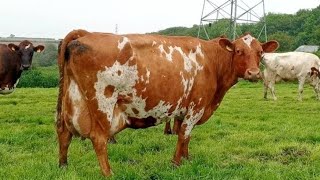 Download lagu America’s Secret Milk Machines: 3 Underrated Dairy Breeds Making a Comeback! mp3 Download lagu America’s Secret Milk Machines: 3 Underrated Dairy Breeds Making a Comeback! mp3