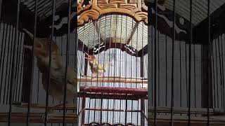 Download lagu Suara prenjak Cungklik mp3