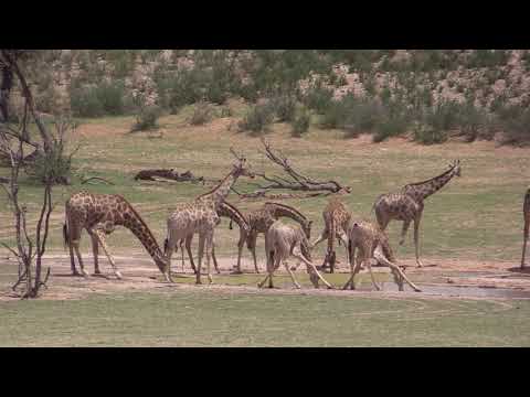 Giraffes drinking water