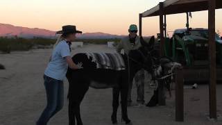 preview picture of video 'Alyssa and Sonia at Papa's Ranch Yucca AZ'