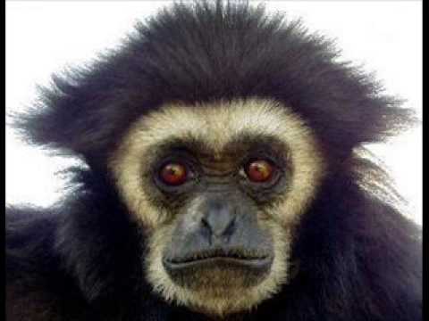 Olek (Puosiu) & Malina - Gibon