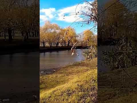 Carmen de Areco.