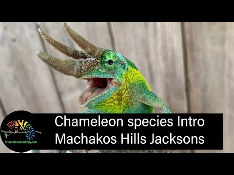 Chameleón jacksonov (Trioceros jacksonii jacksonii) — Machakos Hills poddruh, krátky úvod